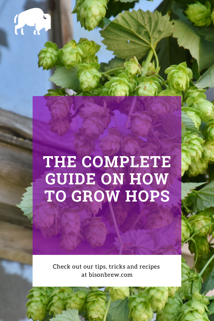 How To Grow Hops - Pinterest Image
